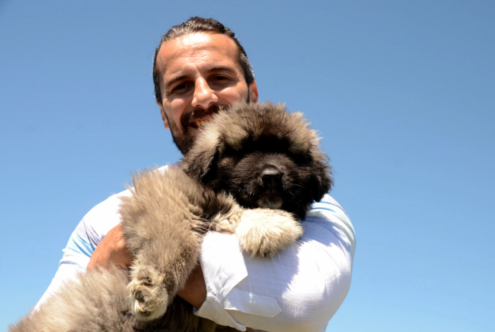 Coğrafi İşaretli Kars Türk Çoban Köpeği'nin Irkı Korunuyor