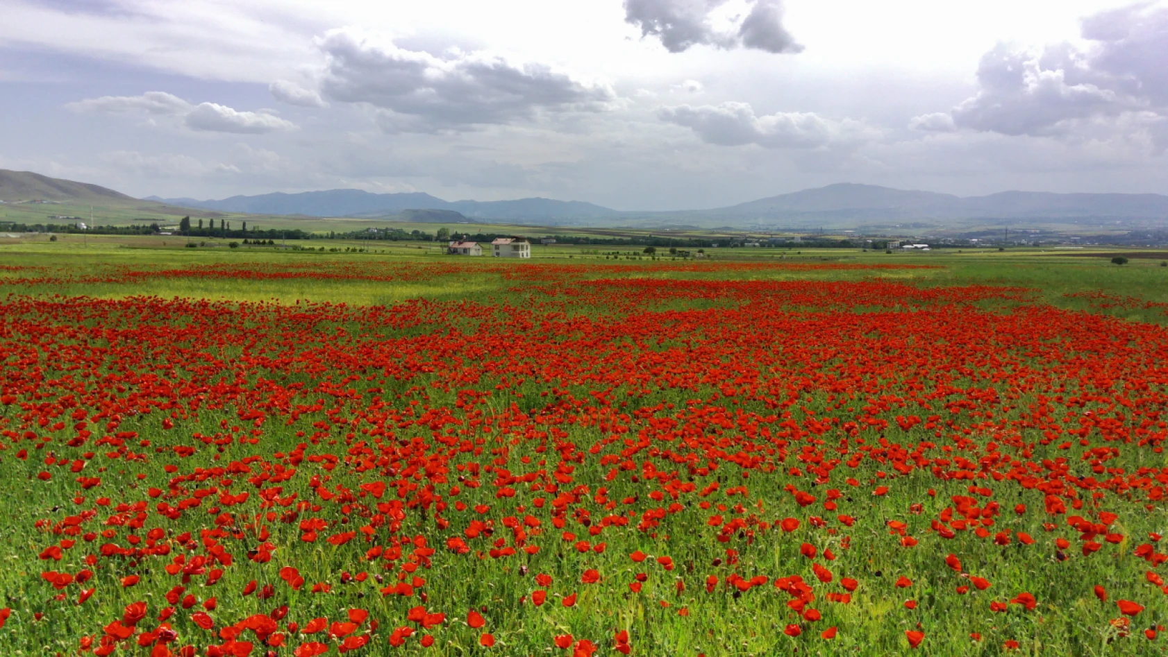 Elazığ'da Doğaseverler Kırmızıya Bürünen Gelincik Tarlasını Fotoğrafladı