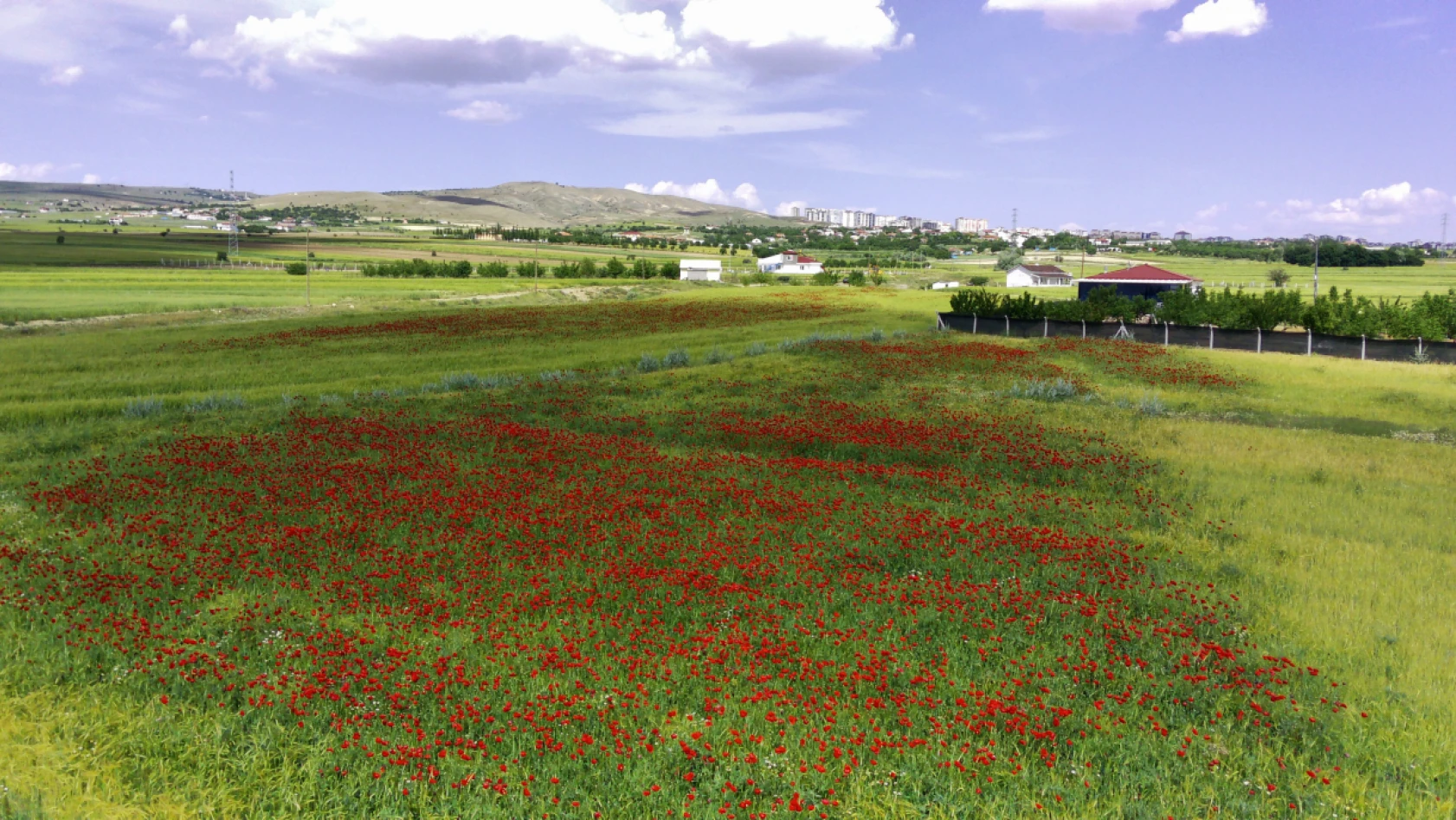 Elazığ'da Doğaseverler Kırmızıya Bürünen Gelincik Tarlasını Fotoğrafladı