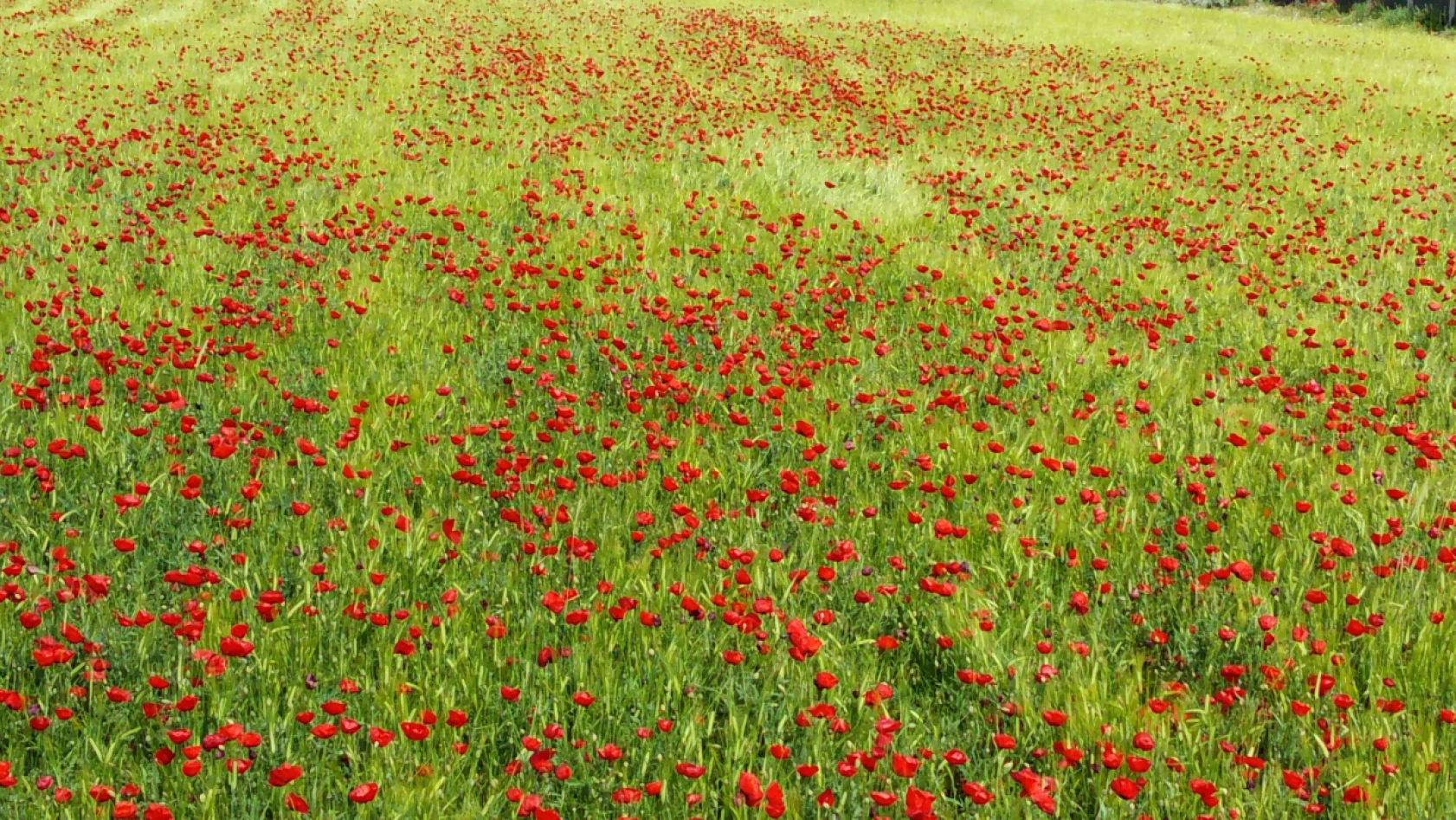 Elazığ'da Doğaseverler Kırmızıya Bürünen Gelincik Tarlasını Fotoğrafladı