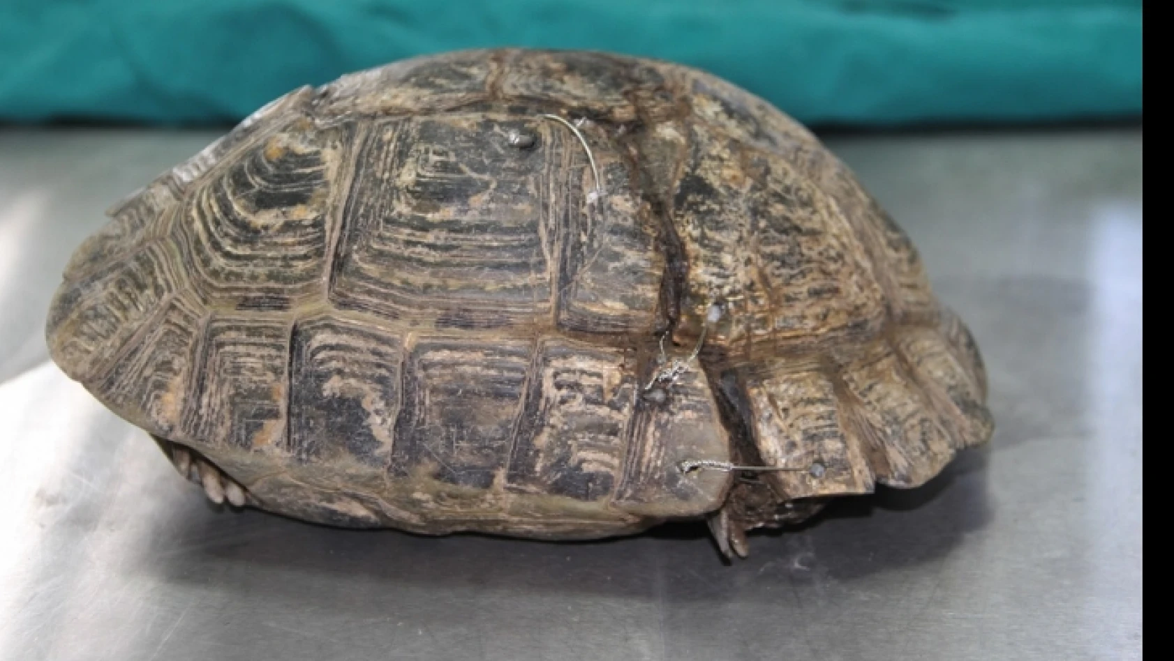 Kaplumbağanın Kırılan Kabuğu 'Çivi ve Telle' Birleştirildi