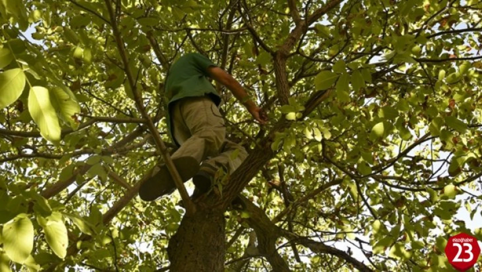Ceviz Uğruna Daha Kaç Can Gidecek, Ağaçtan Düşen Şahıs Hayatını Kaybetti