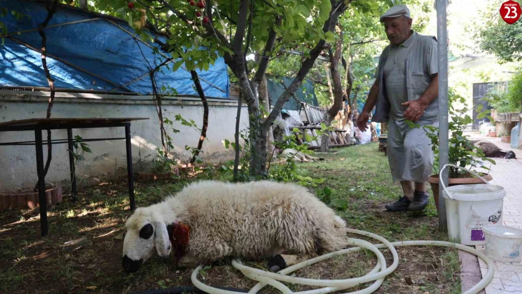 Elazığ Ulukent Mahallesinde Sokak Köpekleri Dehşet Saçtı !