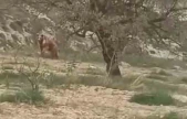 Ağın'da ayı üzüm bağlarına dadandı