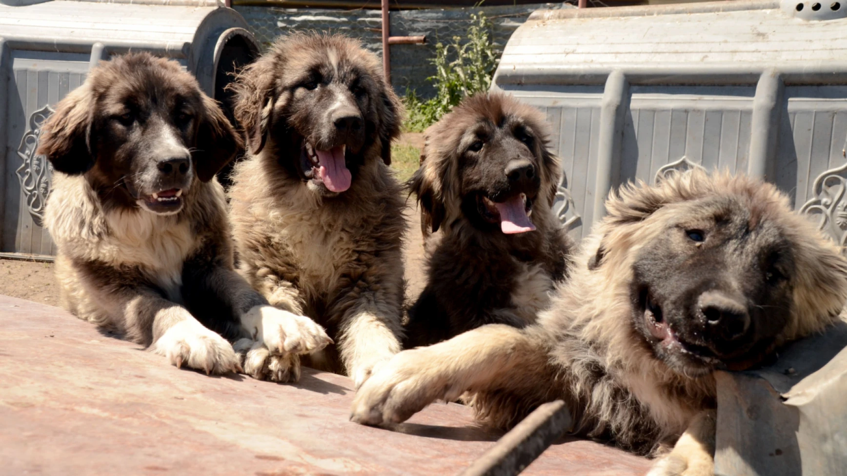Coğrafi İşaretli Kars Türk Çoban Köpeği'nin Irkı Korunuyor