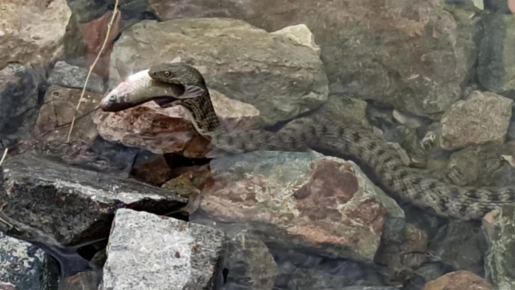 Keban Baraj Gölü'nde: 'engerek yılanı' popülasyonundaki artışı uzmanı değerlendirdi