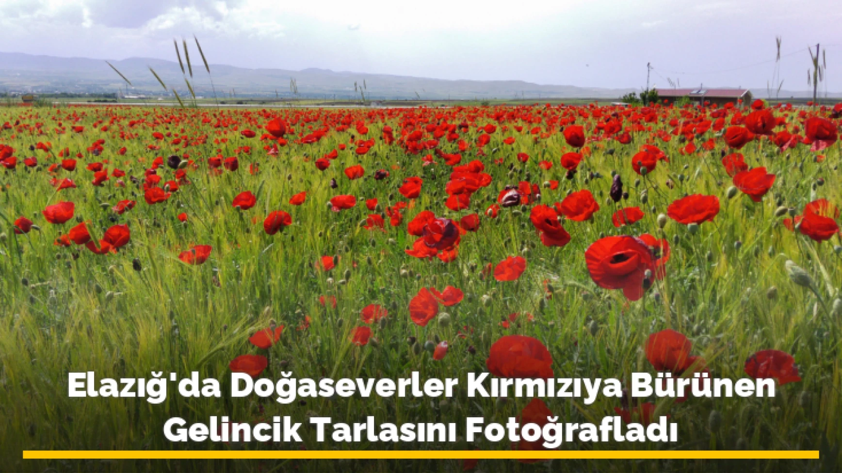 Elazığ'da Doğaseverler Kırmızıya Bürünen Gelincik Tarlasını Fotoğrafladı