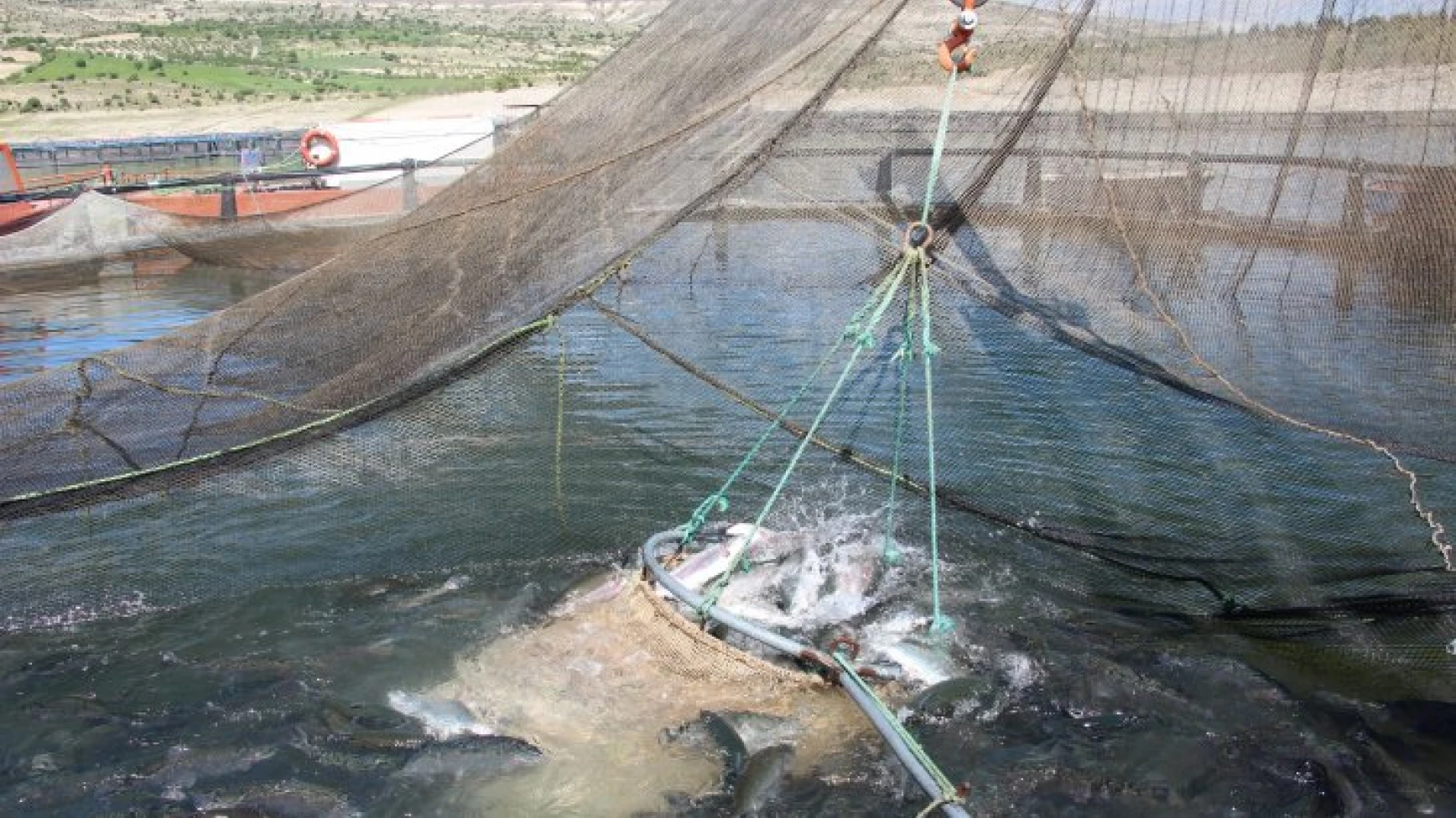 Elazığ'da Yavru Sazanlar Suyla Buluştu
