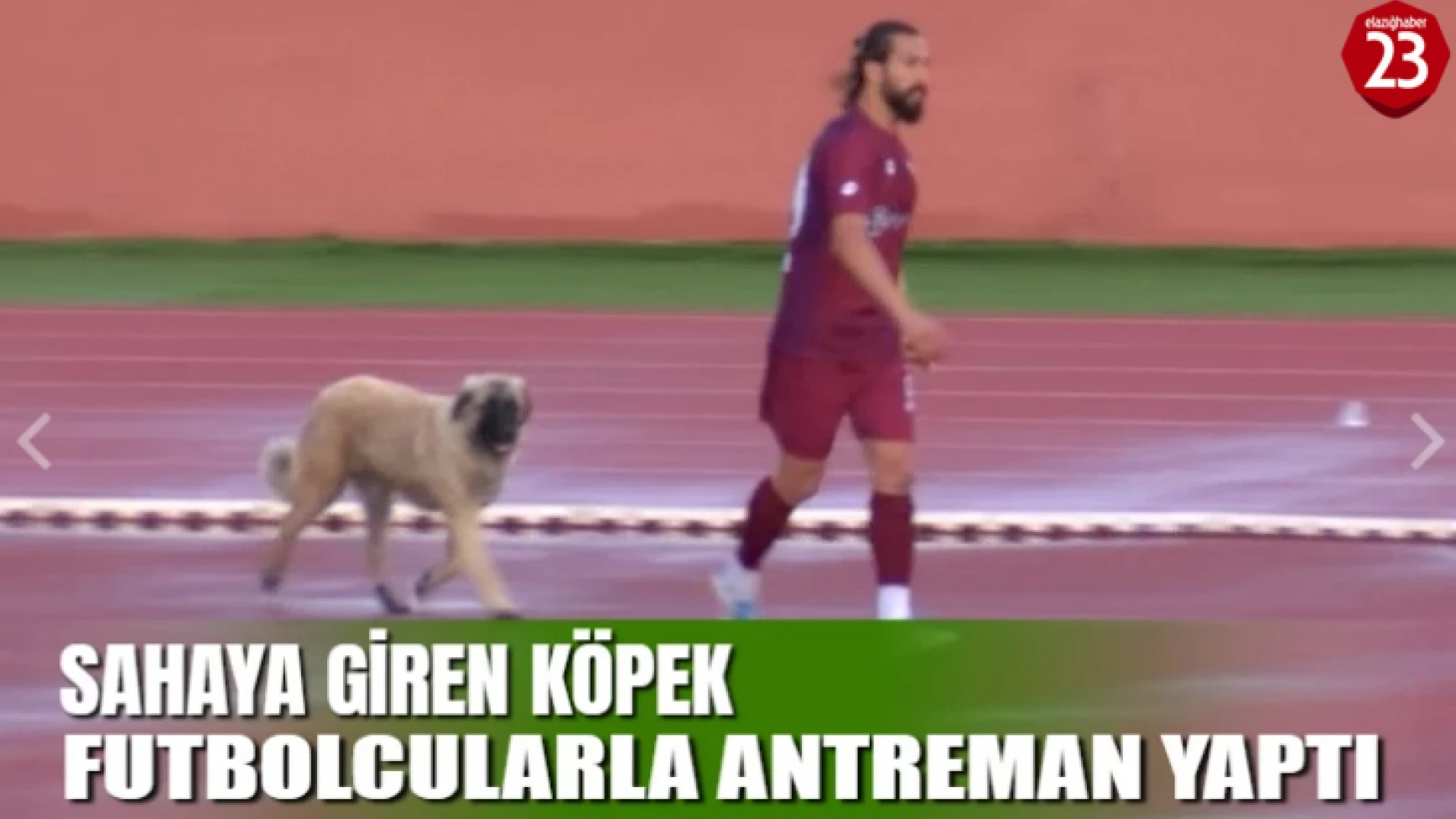 Sevimli Köpek Önce Futbolcularla Antrenman Yaptı Sonra Sahadan Çıkmadı