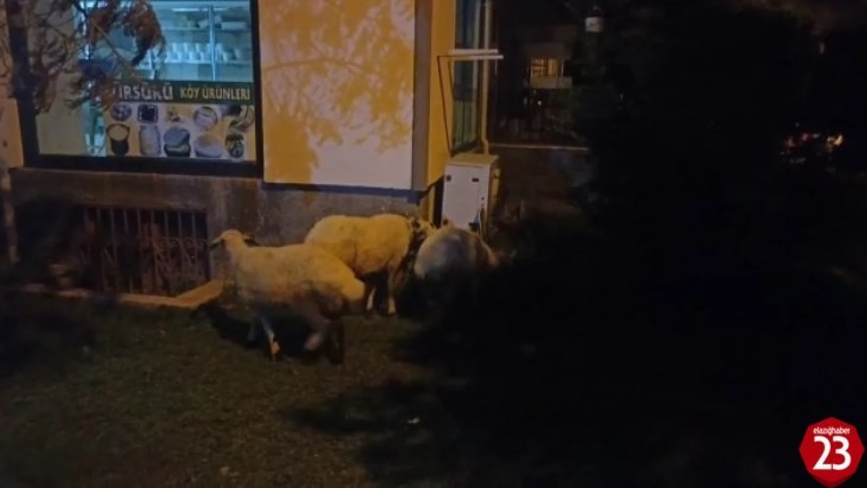 'Kesilmekten kaçan' koyunlar belediye ekipleri tarafından yakalandı