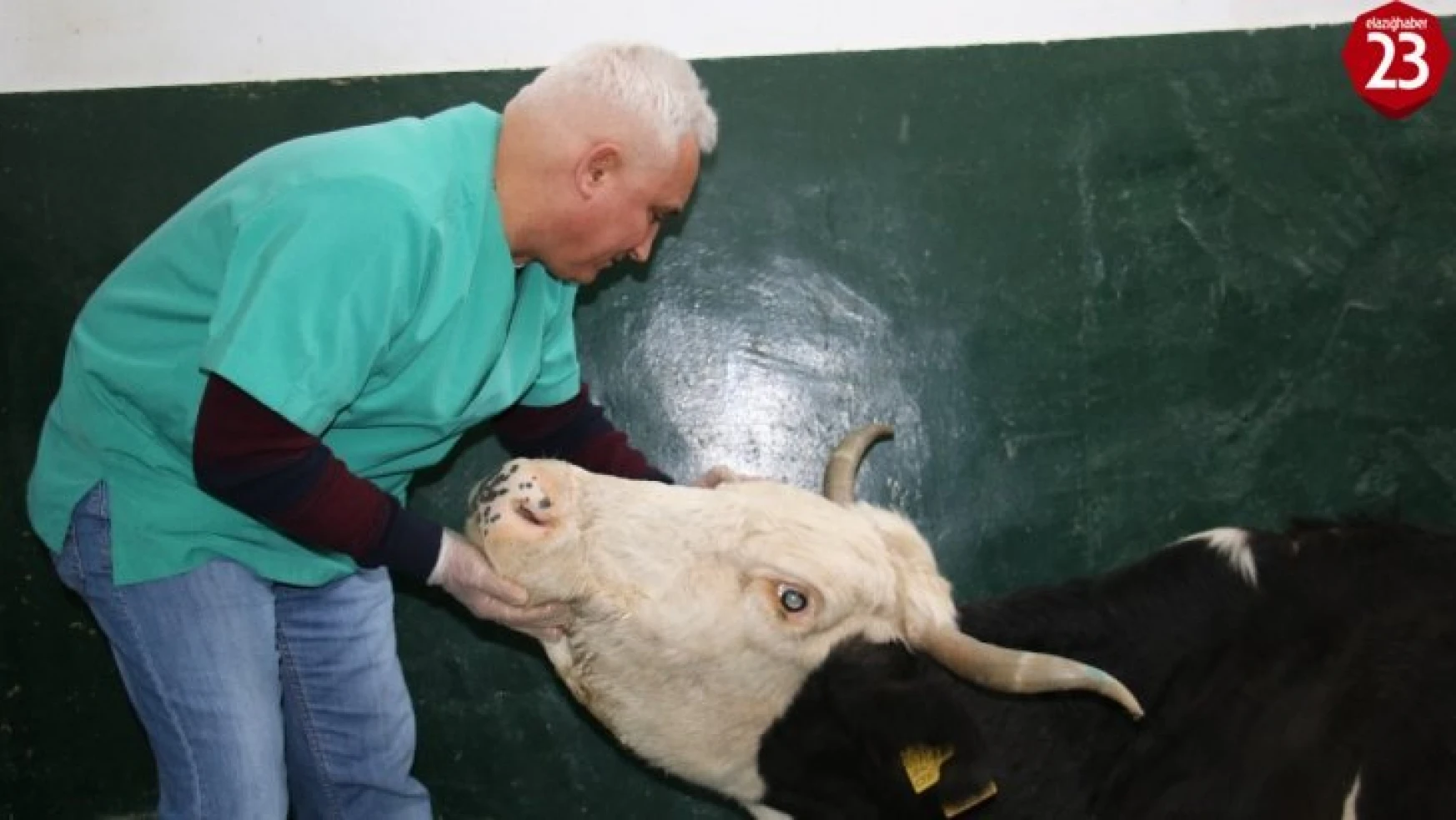 16 saat sonra enkazdan çıkarılan ineğin tedavisi sürüyor