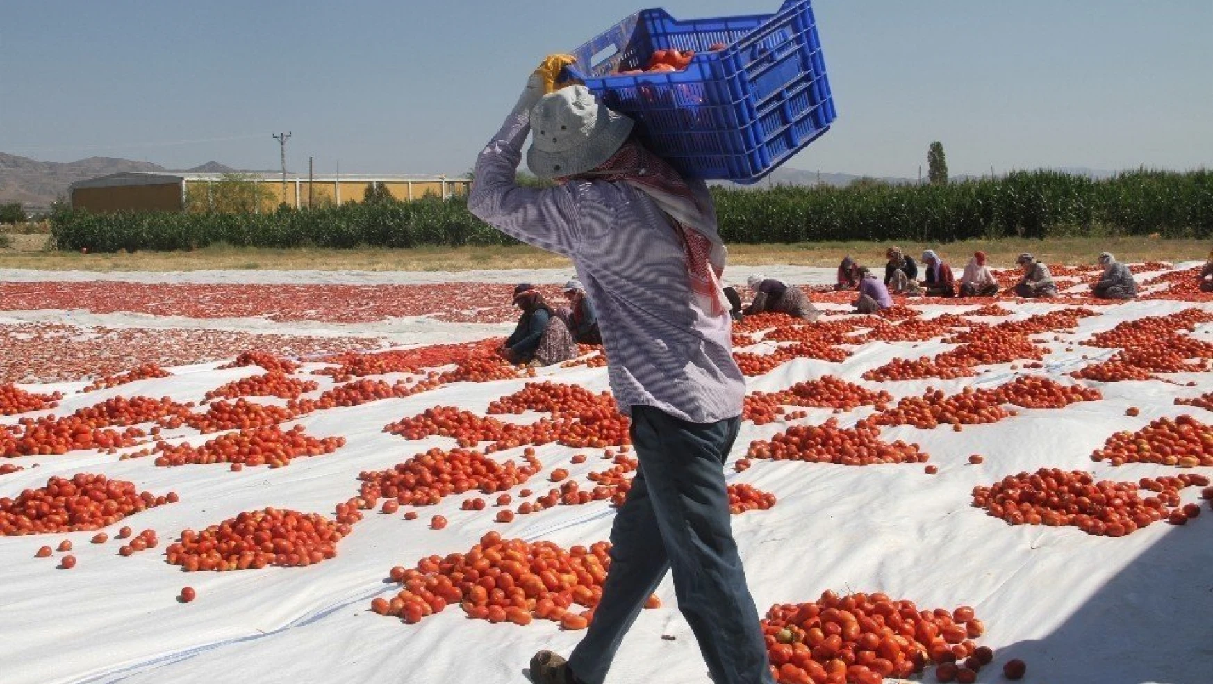 Elazığ'a Gelen Mevsimlik Tarım İşçilerinin Zorlu Mesaisi