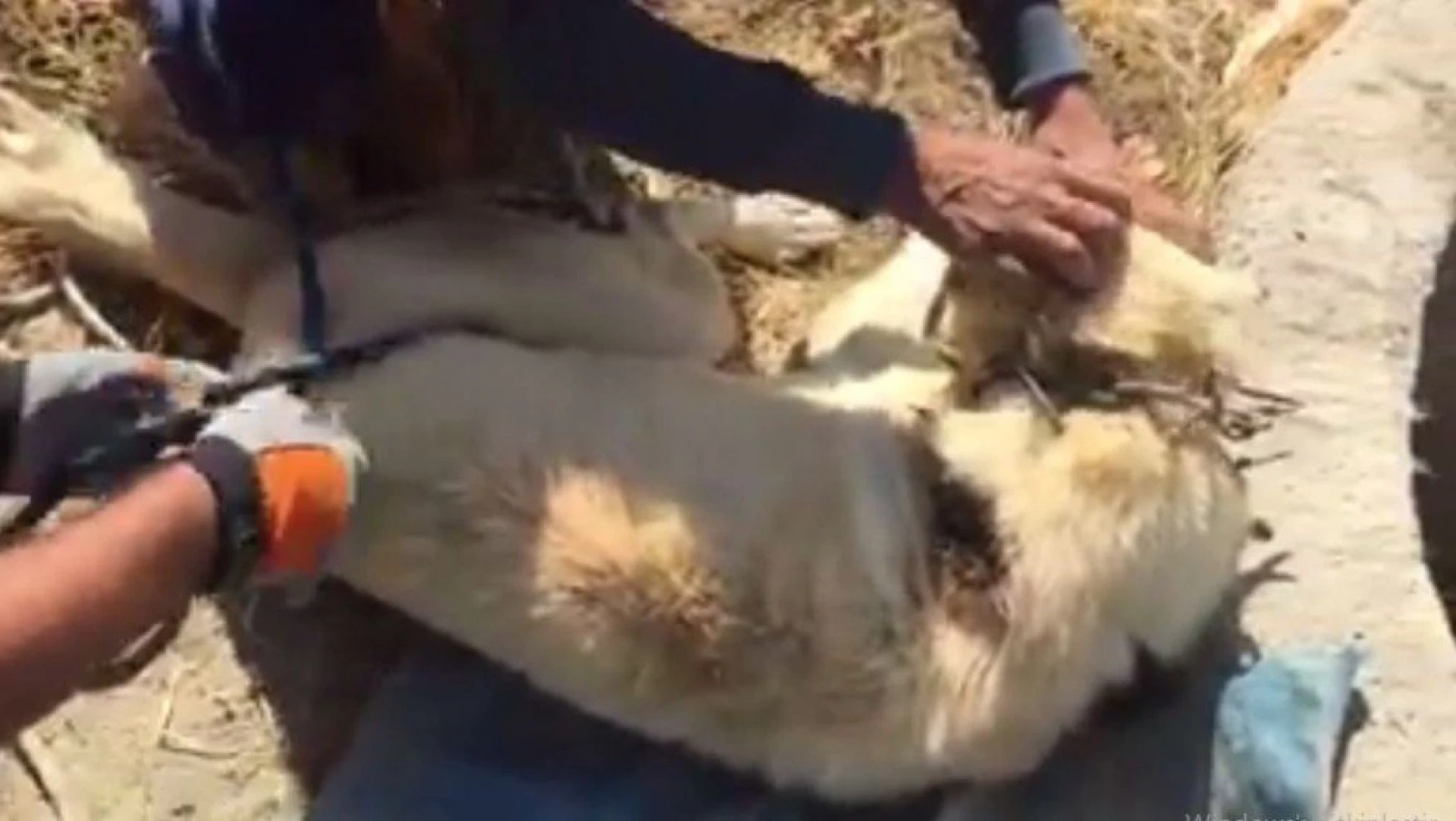 Üçağaç Köyünde Kuyuya Düşen Köpeği İtfaiye Kurtardı