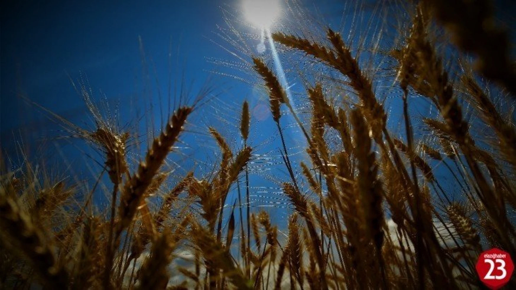 300 bin ton hububat üretilen Elazığ'da, 32 yerli tohum denendi
