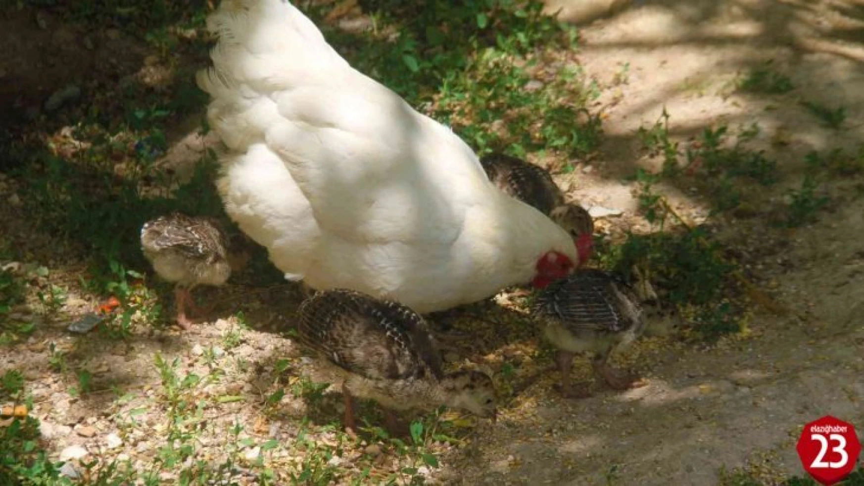 Annelik duygusu ağır bastı: Hindi yavrularını terk etti, tavuk sahiplendi