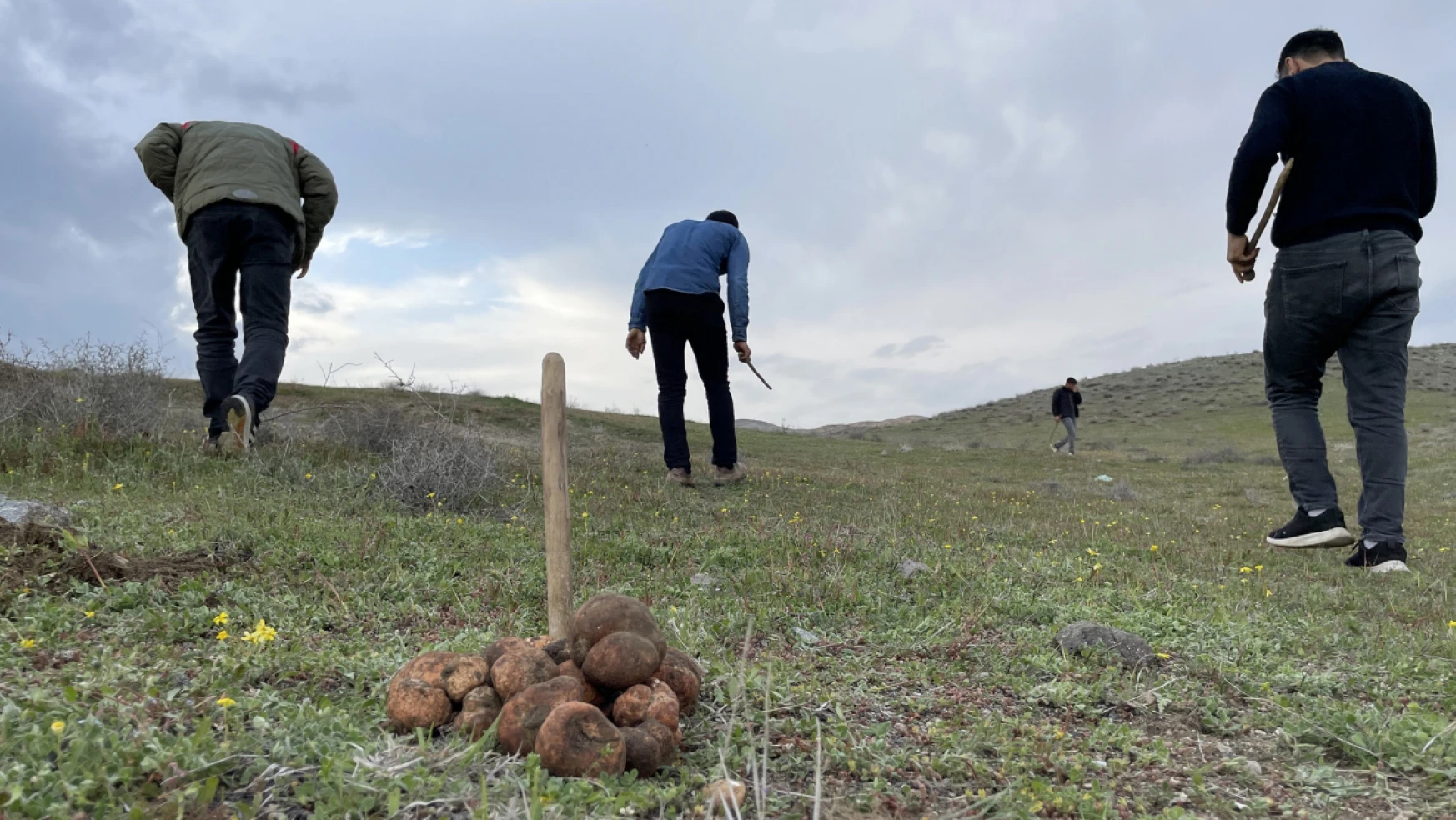 Baskil'de Köylüler İlkbaharda Kırsalda Kumi Mantarı Topluyor