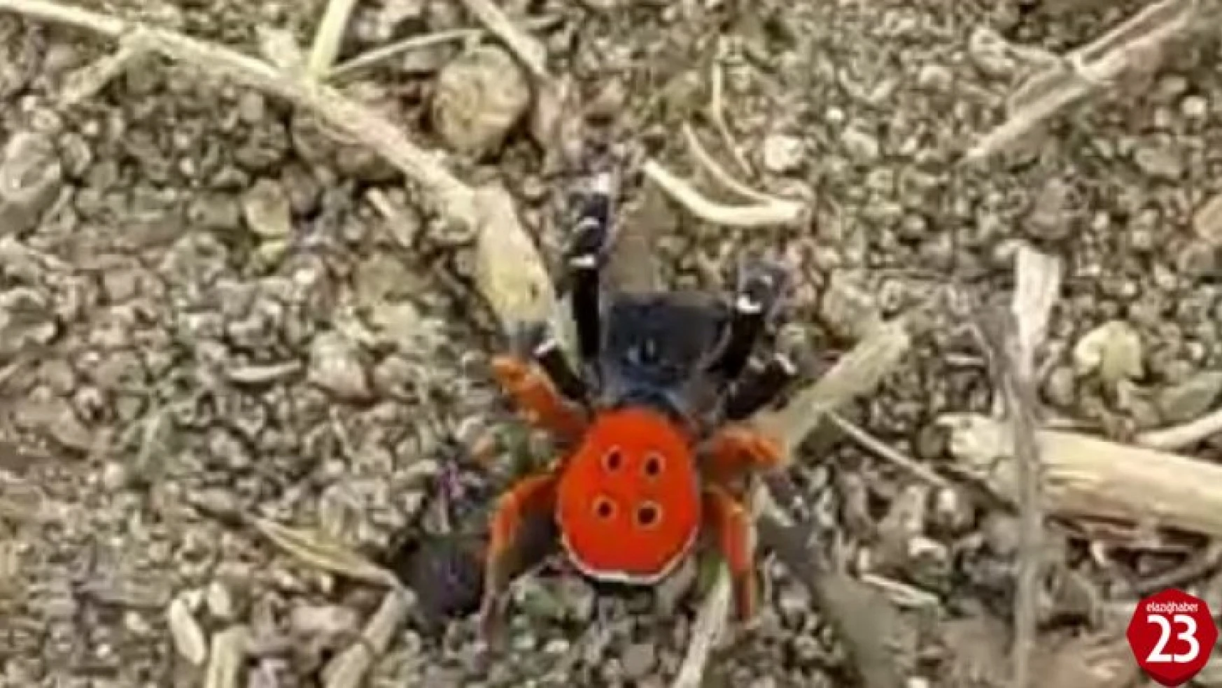 Baskil'de Uğur Böceğine Benzeyen Zehirli Örümcek Görüldü