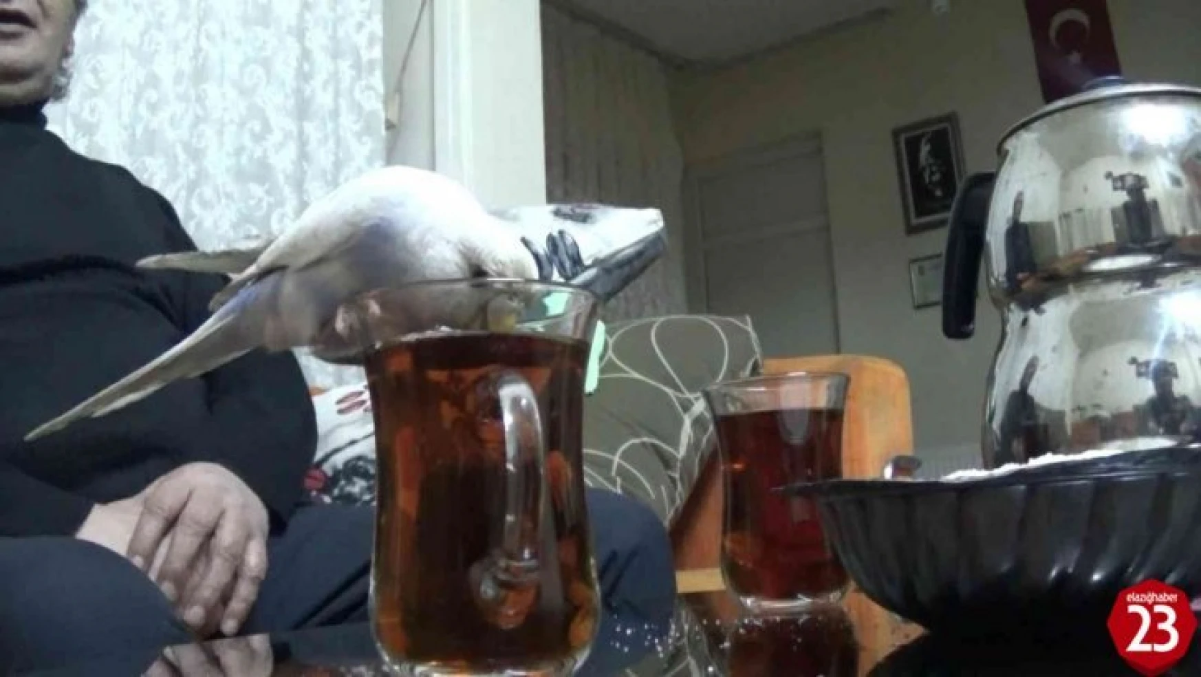Çay Tiryakisi Olan Muhabbet Kuşu Görenleri Şaşırtıyor