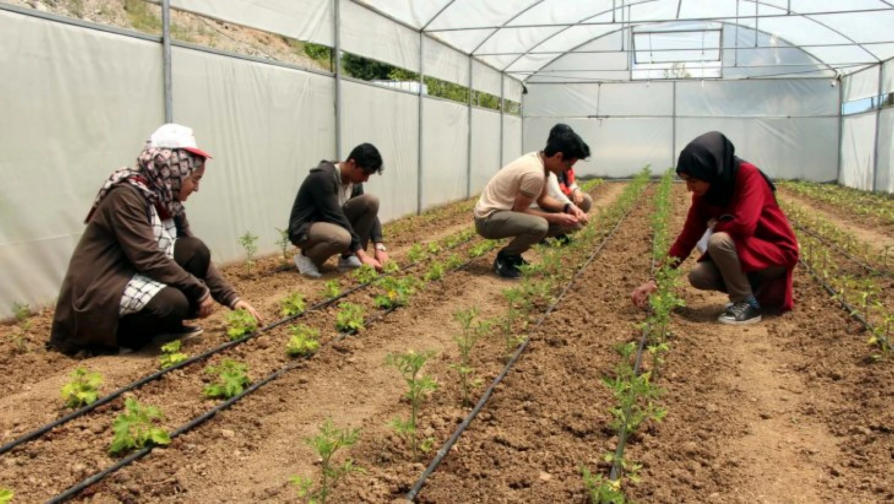 Çubukbey Anadolu Lisesinde Öğrenciler Serada Sebze Yetiştiriyor