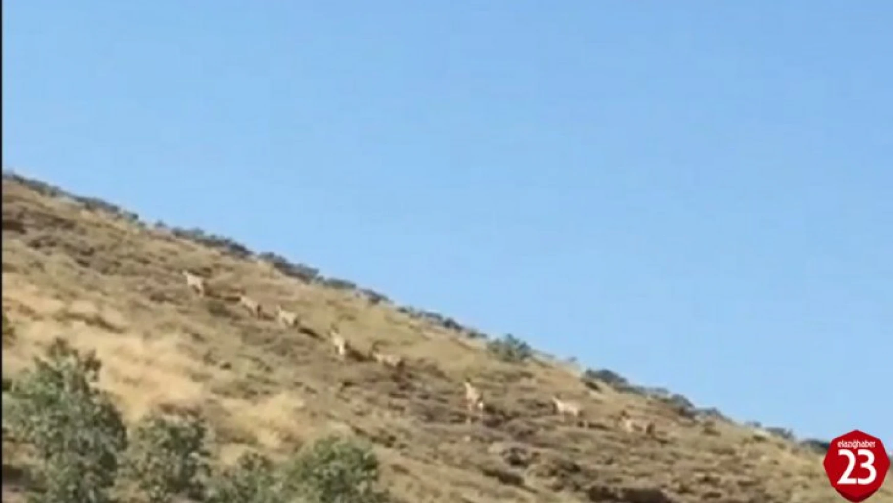 Baskil'de Dağ Keçileri Sürü Halinde Görüntülendi