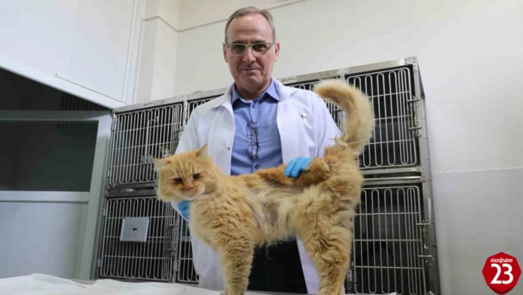 Depremden Yaralı Kurtarılan Hayvanlar Elazığ'da Sağlığına Kavuşuyor