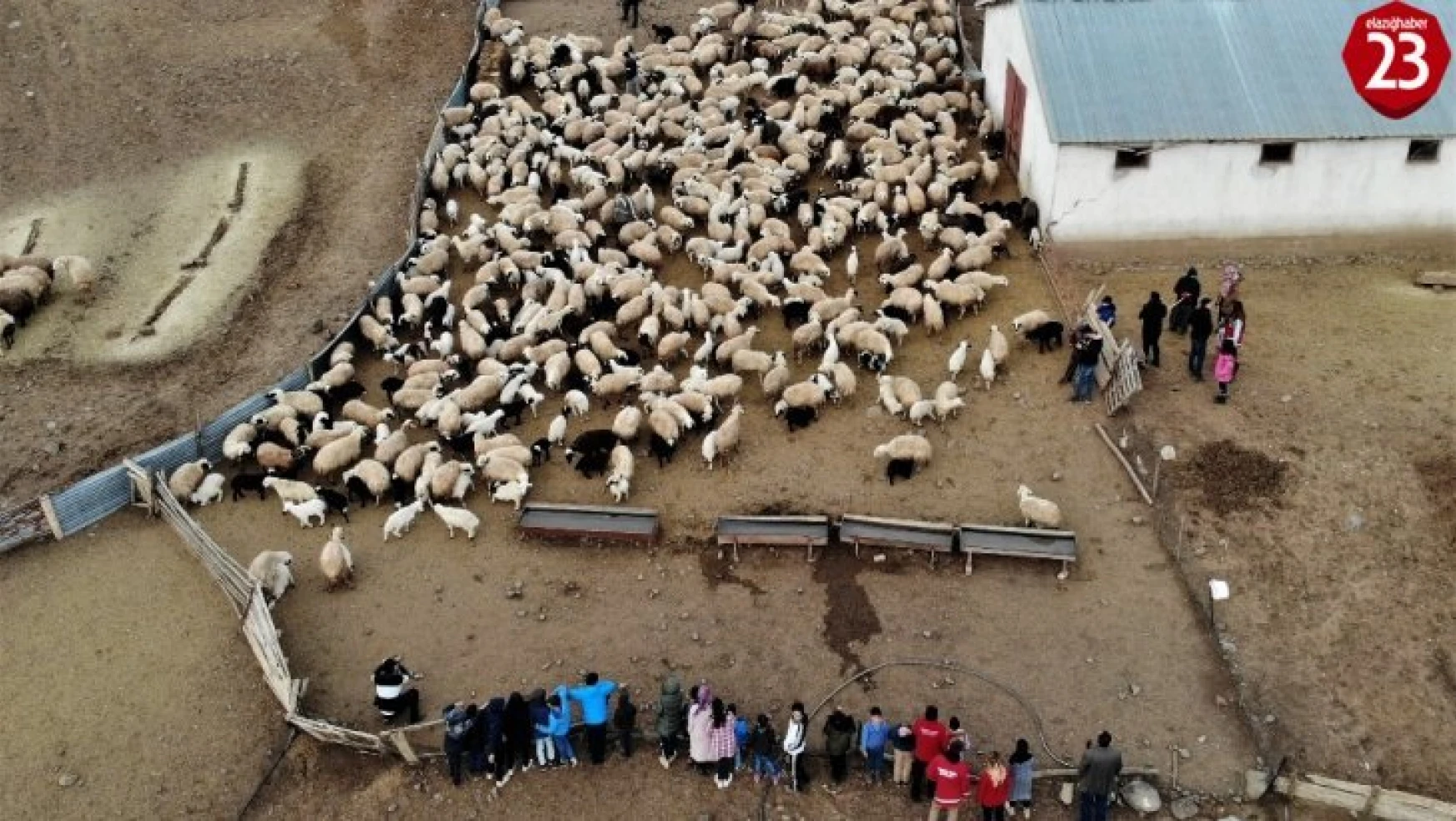 Depremzede çocuklar, koyun ve kuzuların duygusal buluşmasını izledi