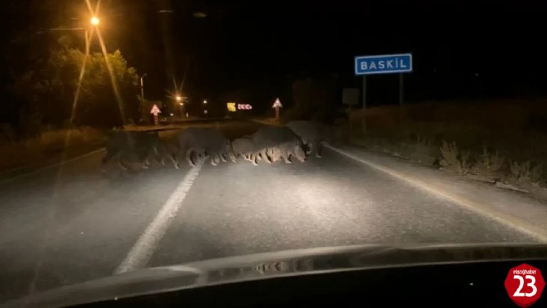Baskil'de Domuz Sürüsü Araçlara Aldırış Etmeden Karşıya Geçti