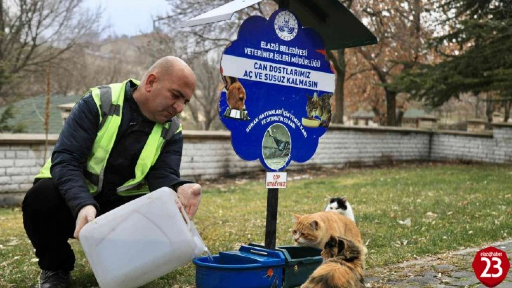 Elazığ Belediyesi, Sokak Hayvanlarını Yalnız Bırakmıyor