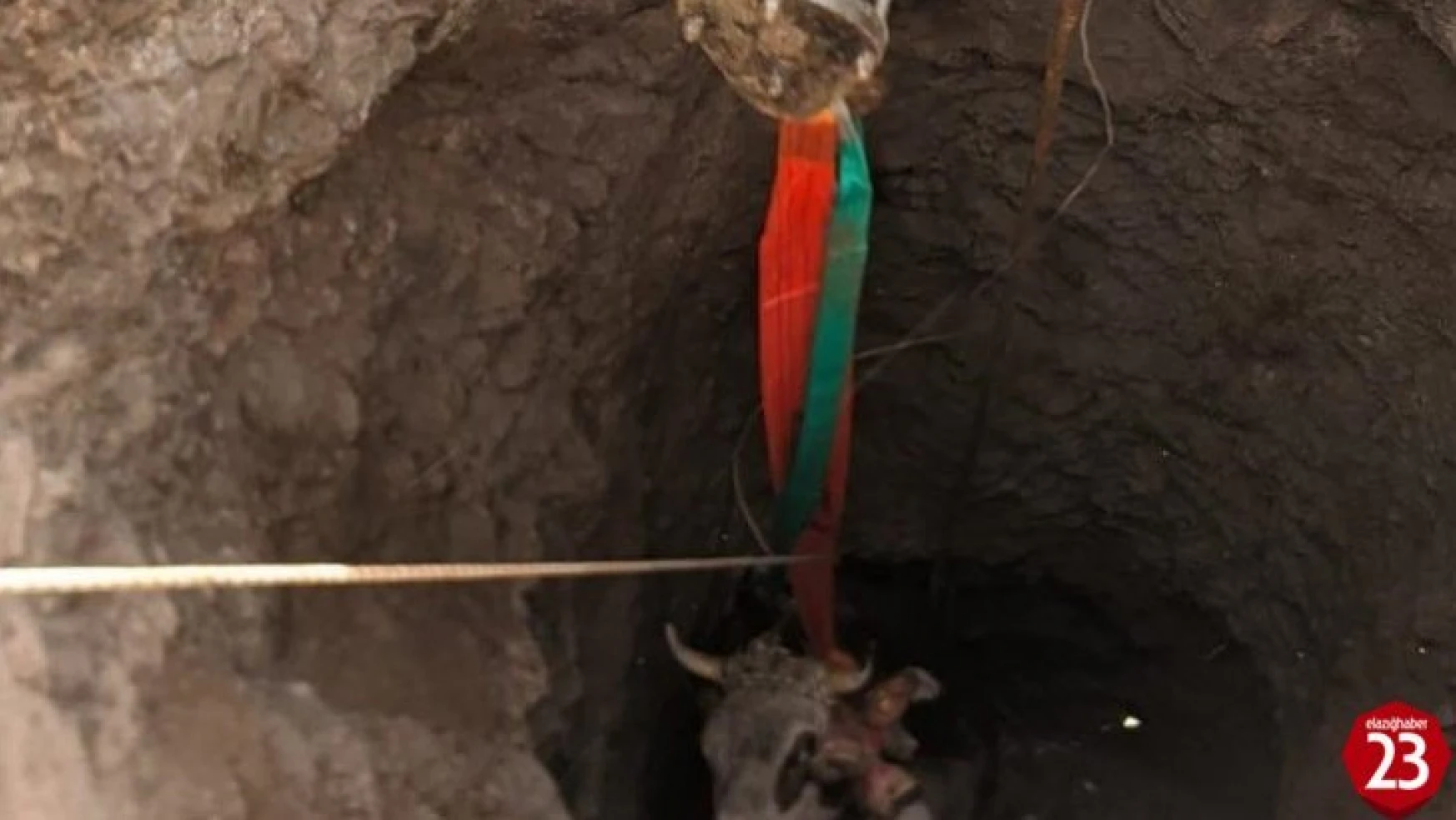 Elazığ'da 14 metrelik kuyuya düşen gebe inek, 1 saatlik çalışmayla kurtarıldı