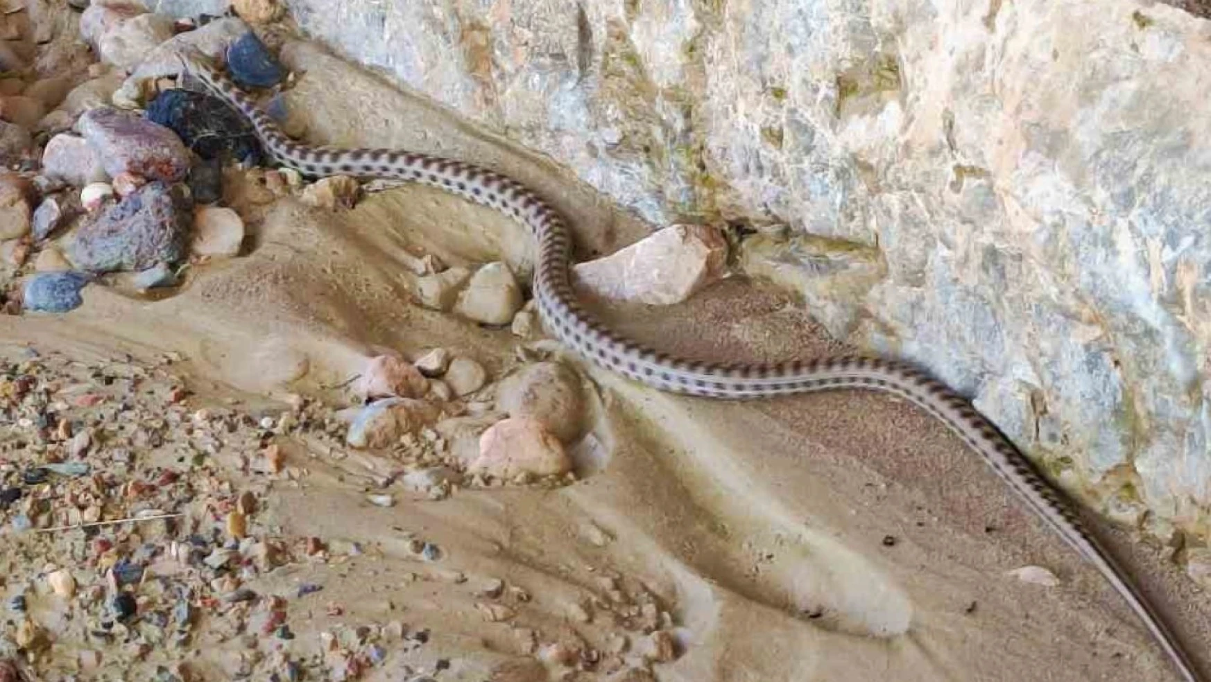 Keban'da 1,5 Metre Uzunluğunda Yarı Zehirli Kocabaş Yılanı Görüntülendi