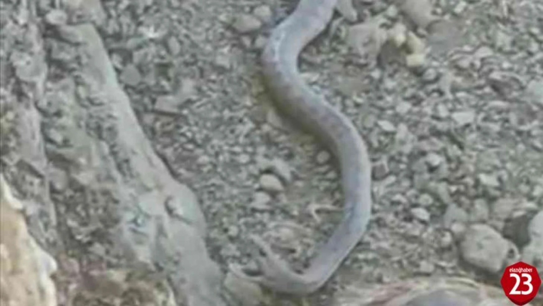 Elazığ'da 2 metrelik yılan ve kaplumbağa birlikte görüntülendi