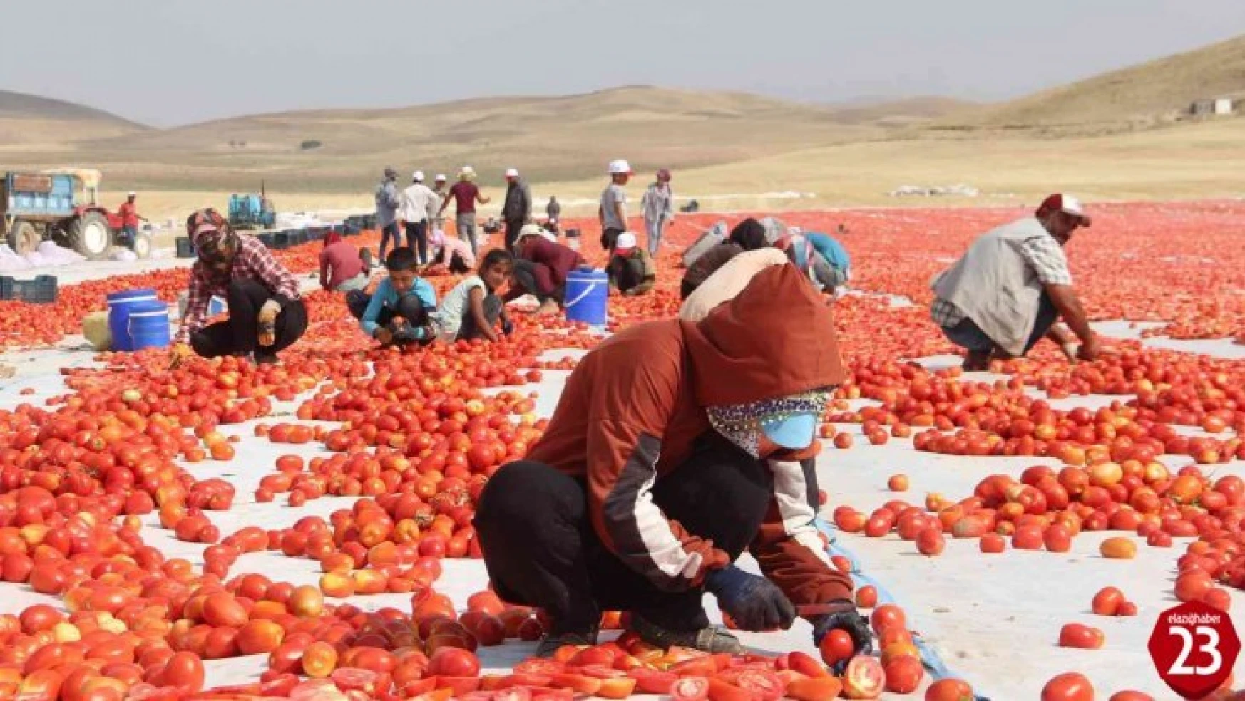 Elazığ'da 20 bin dekar alanda domates hasadı sürüyor