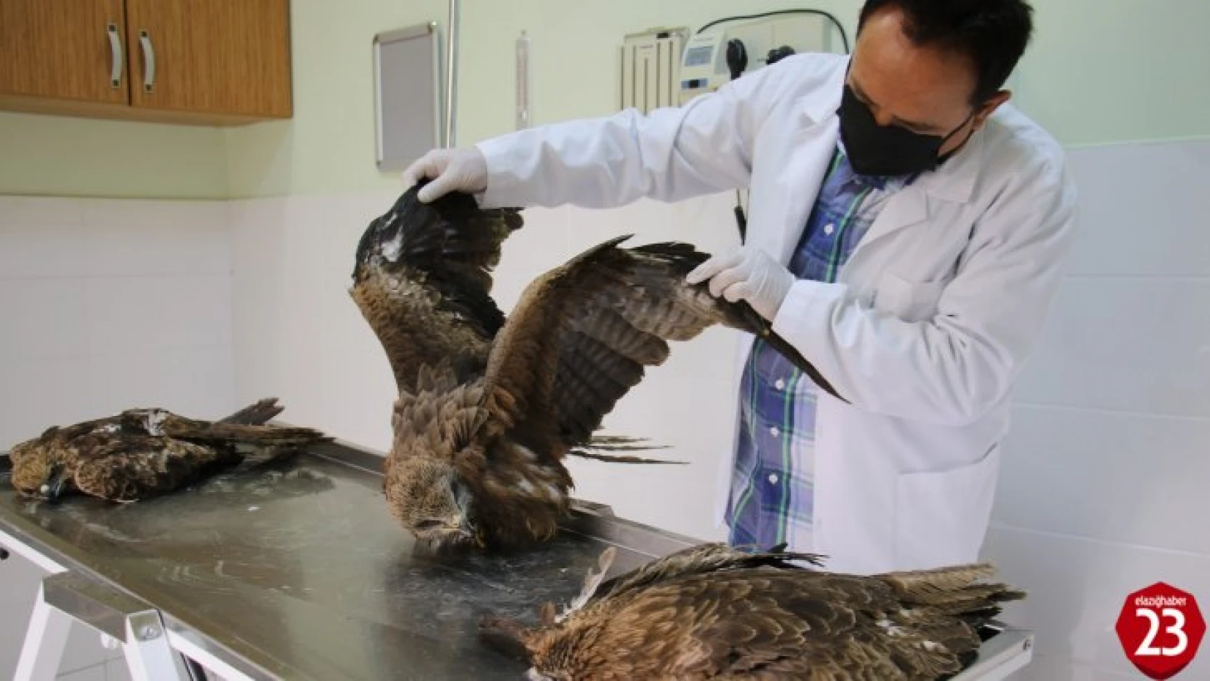 Elazığ'da 4 yaralı şahin tedavi altına alındı, hayvan hastanesi başhekimi uyardı