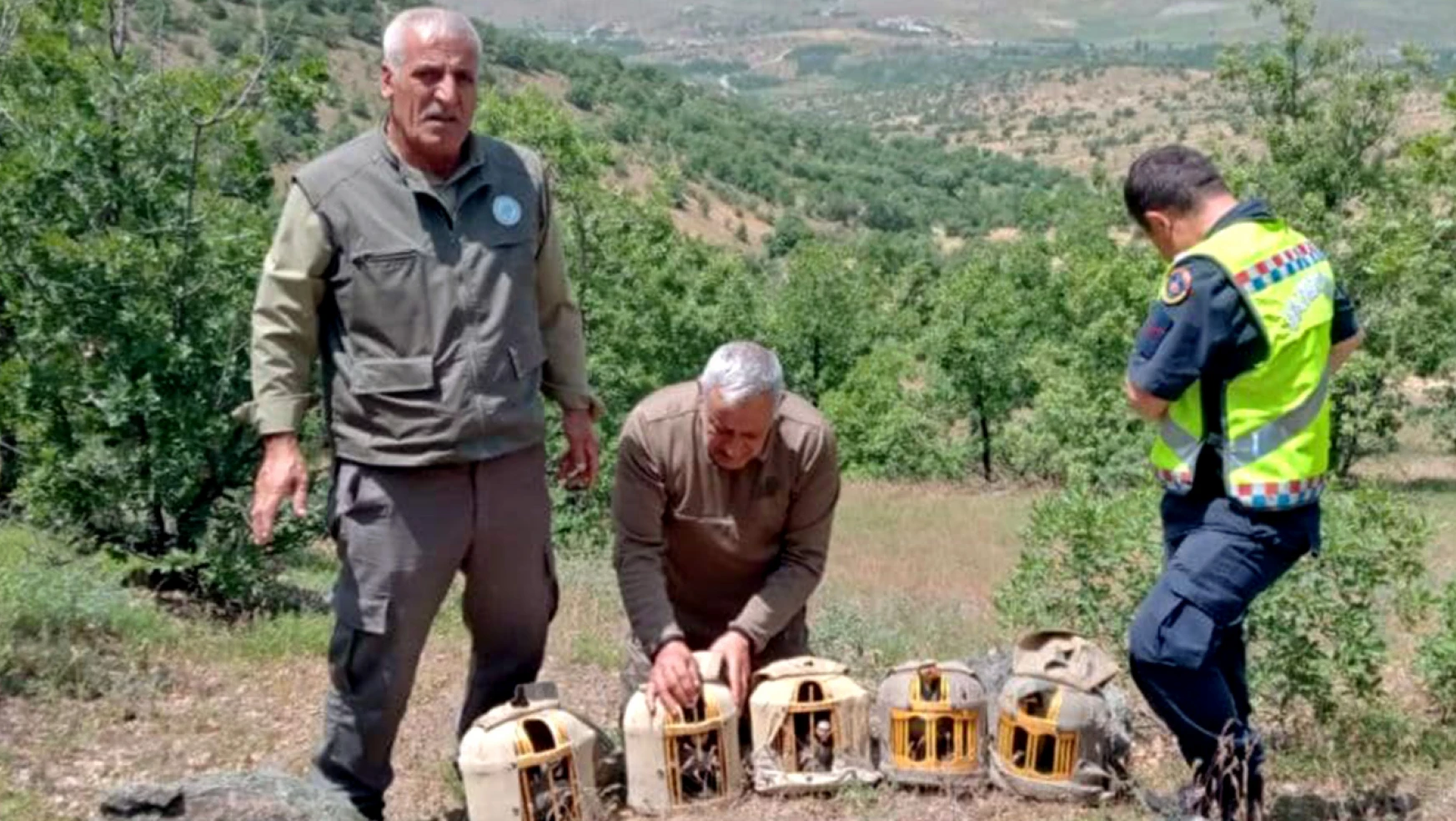 Elazığ'da 600 Kınalı Keklik Doğaya Bırakıldı