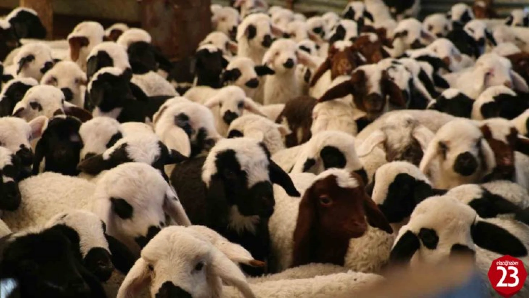 Elazığ'da 98 bin sığır aşılandı