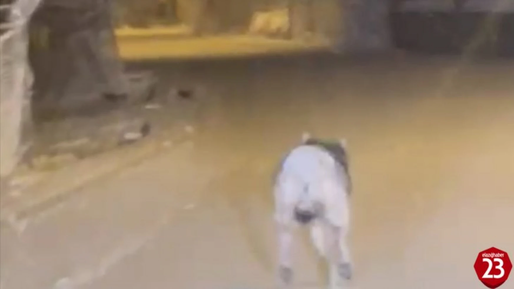 Elazığ'da aç kalan kurt ilçe merkezine indi