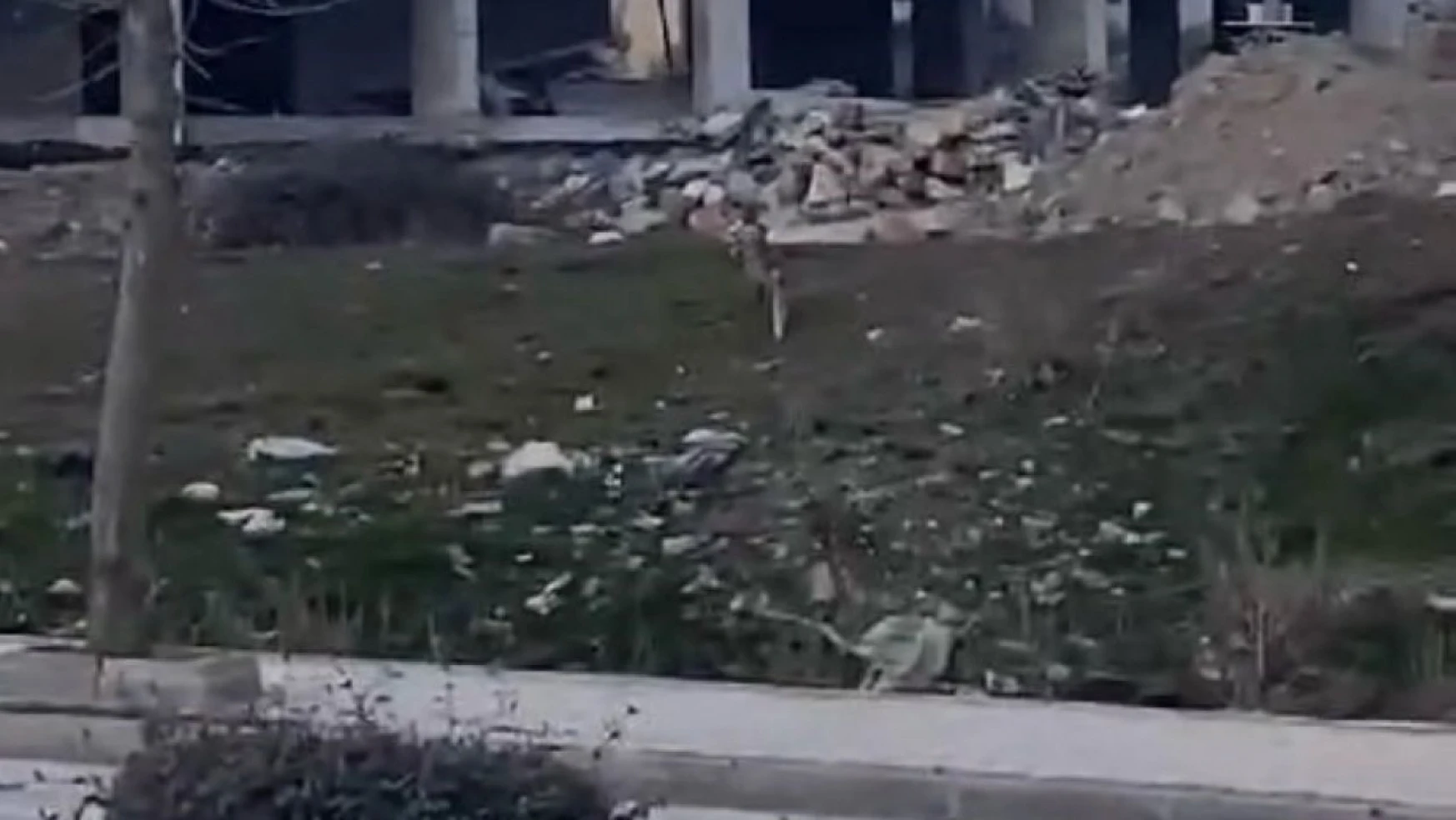 Elazığ'da aç kalan tilki şehir merkezine indi