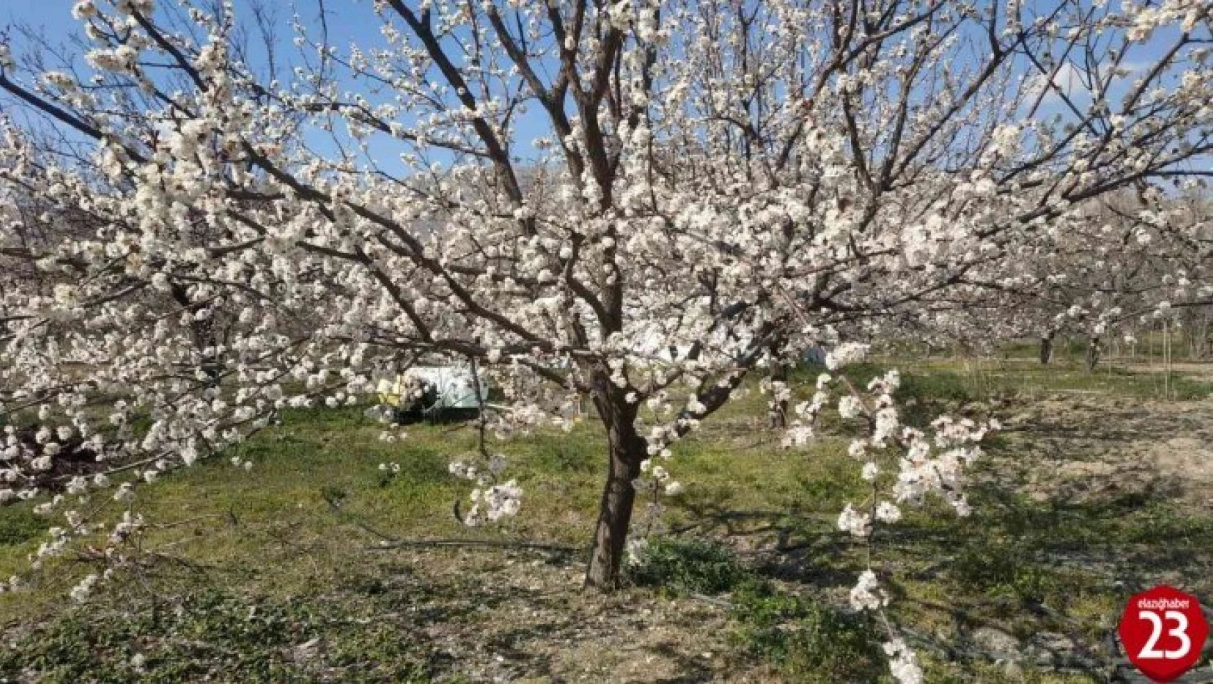 Elazığ'da badem ve kayısı ağaçları çiçek açtı