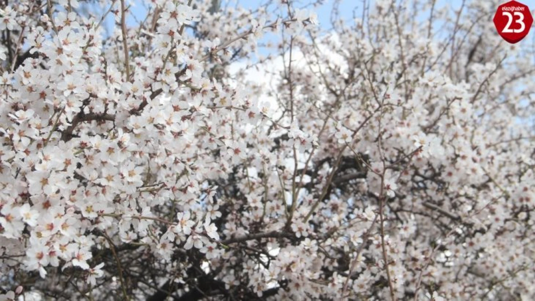 Elazığ'da bahar havası, ağaçlar çiçek açtı