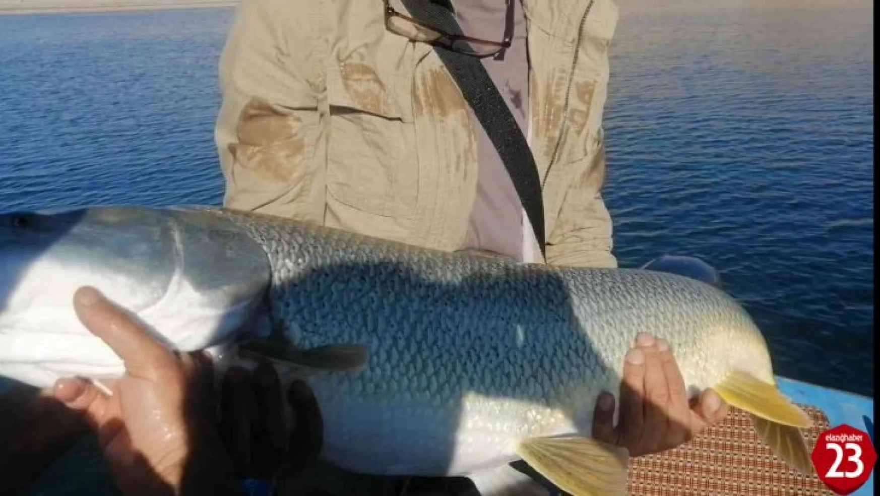 Elazığ'da Balıkçı, Yarım Saatlik Mücadelenin Ardından Dev Turnayı Olta İle Tuttu