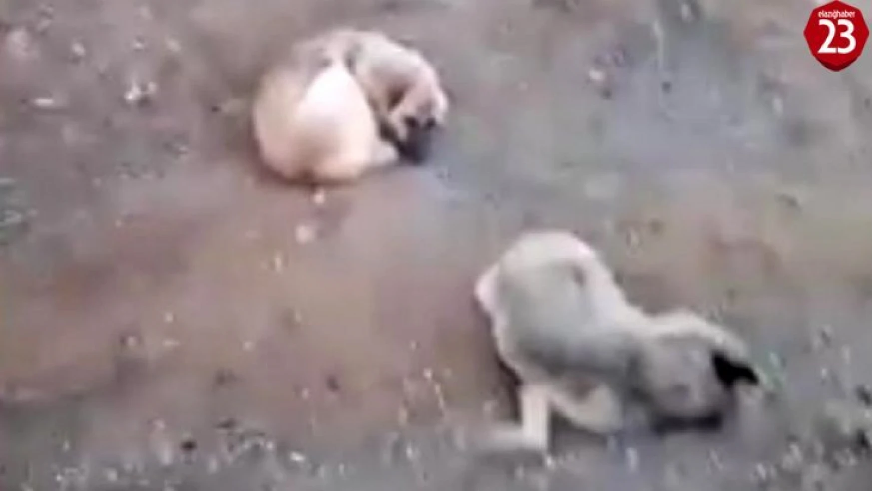 Elazığ'da bir köpek, ölen dişisinin başında 4 gün bekledi