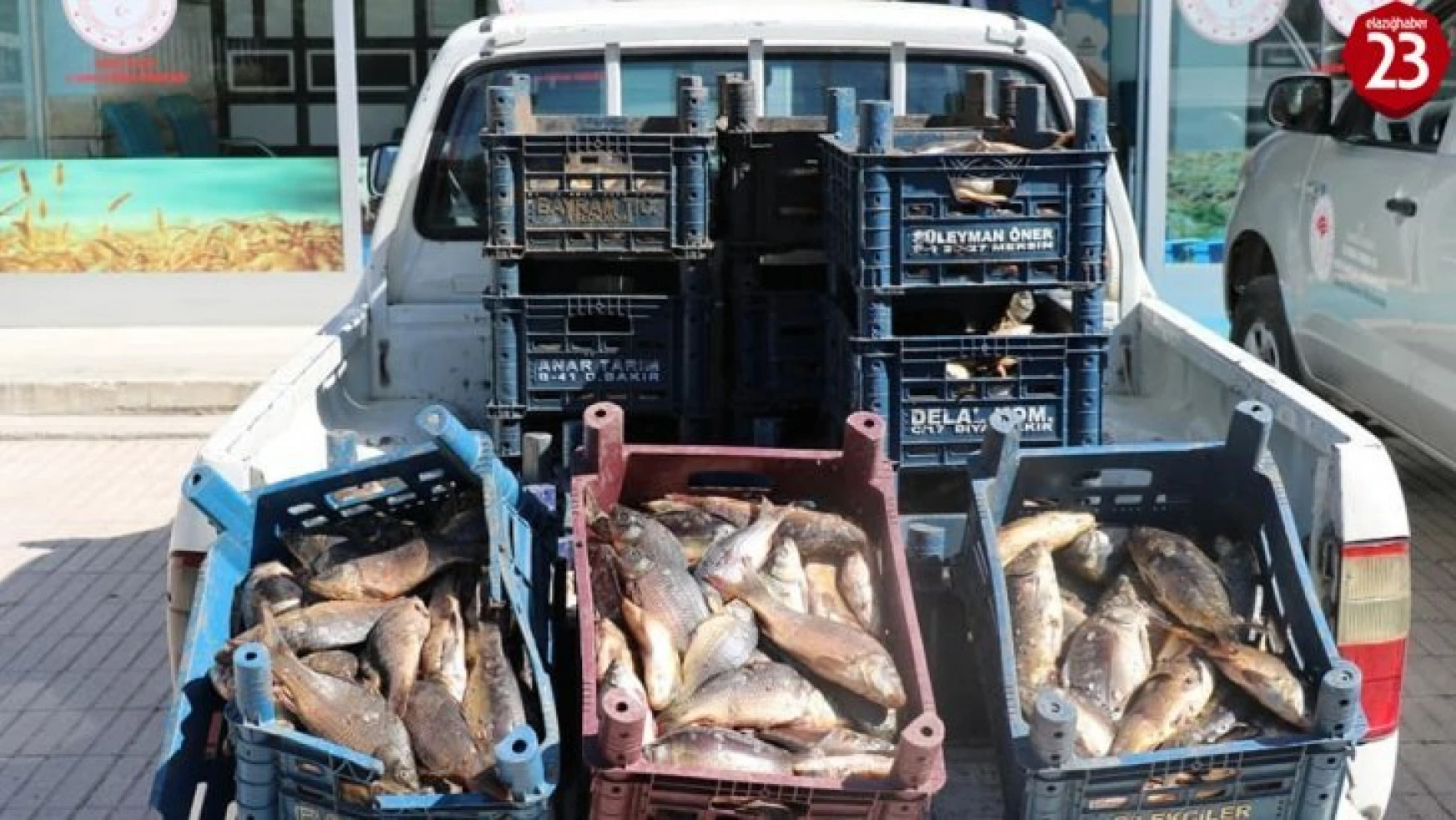 Elazığ'da bir ton kaçak balık ele geçirildi, 10 bin TL ceza kesildi