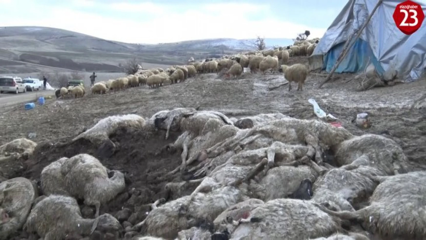 Elazığ'da çiçek hastalığı 600'den fazla koyunu telef etti
