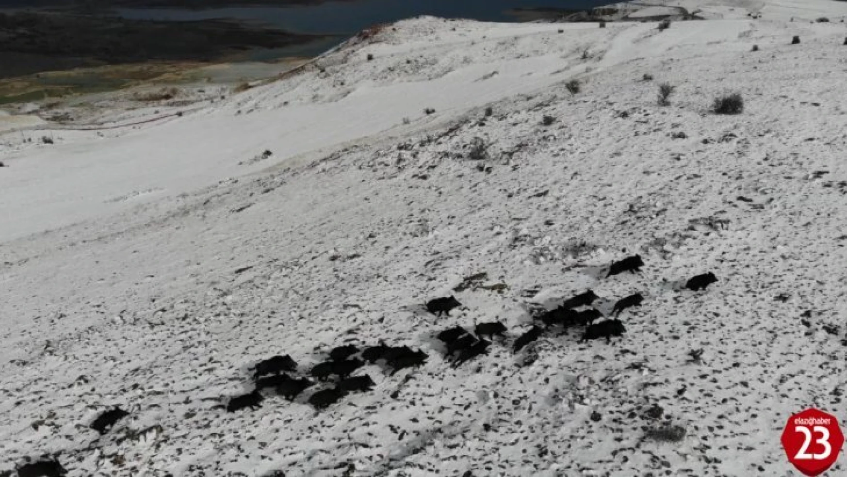 Elazığ'da domuz sürüsünün kaçışları drone ile böyle görüntülendi