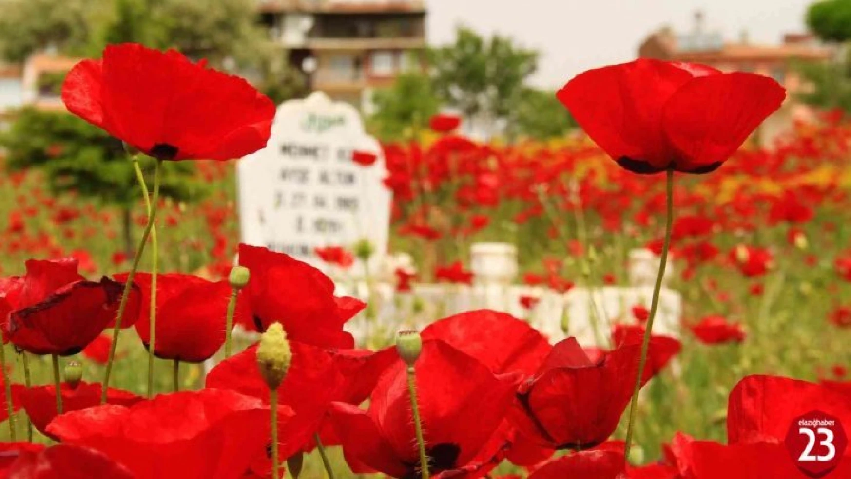 Elazığ'da gelincikler mezarlığı kırmızıya bürüdü