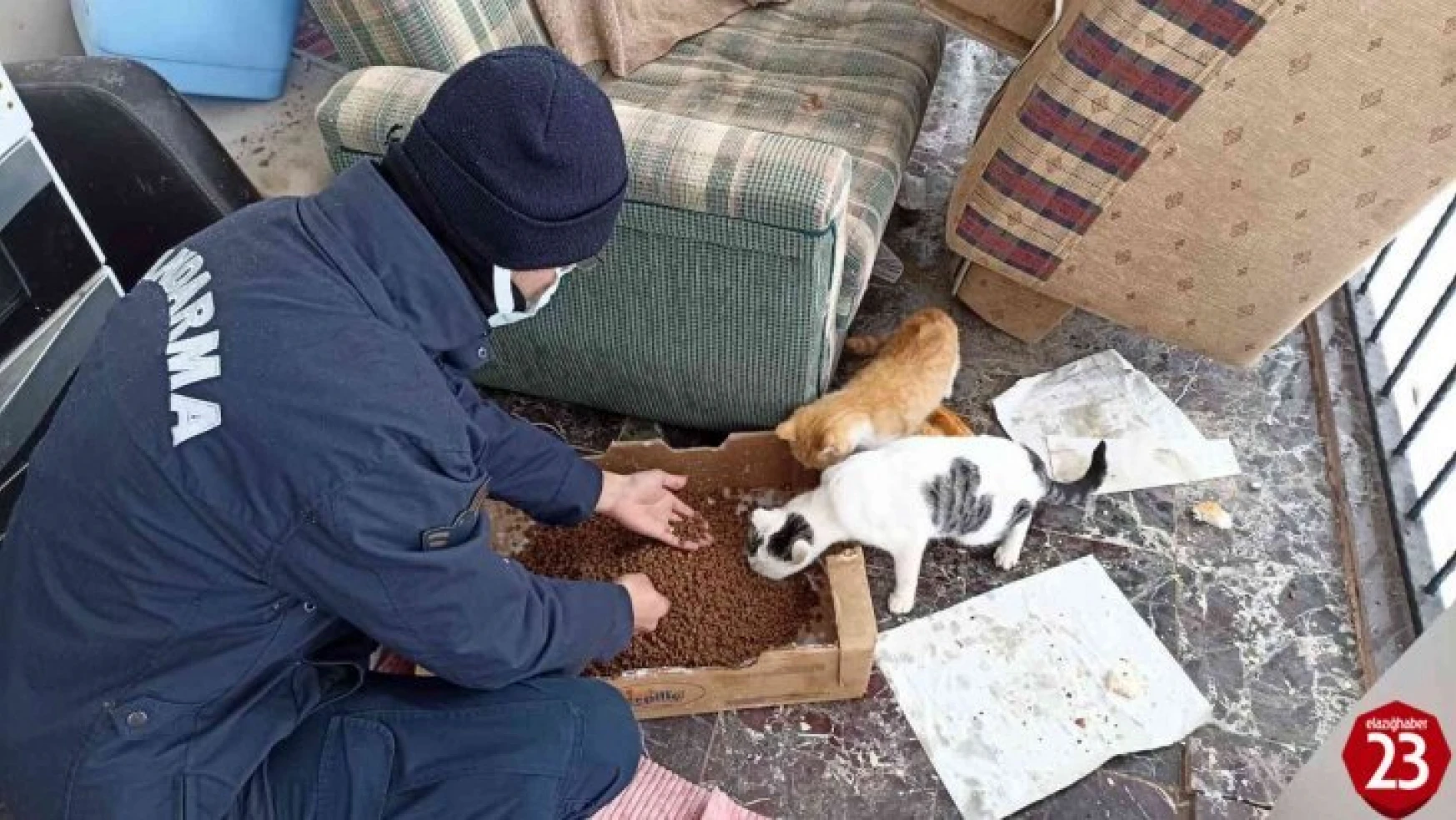 Elazığ'da jandarma ekiplerinden yürekleri ısıtan hareket: Sokak hayvanlarını elleri ile beslediler