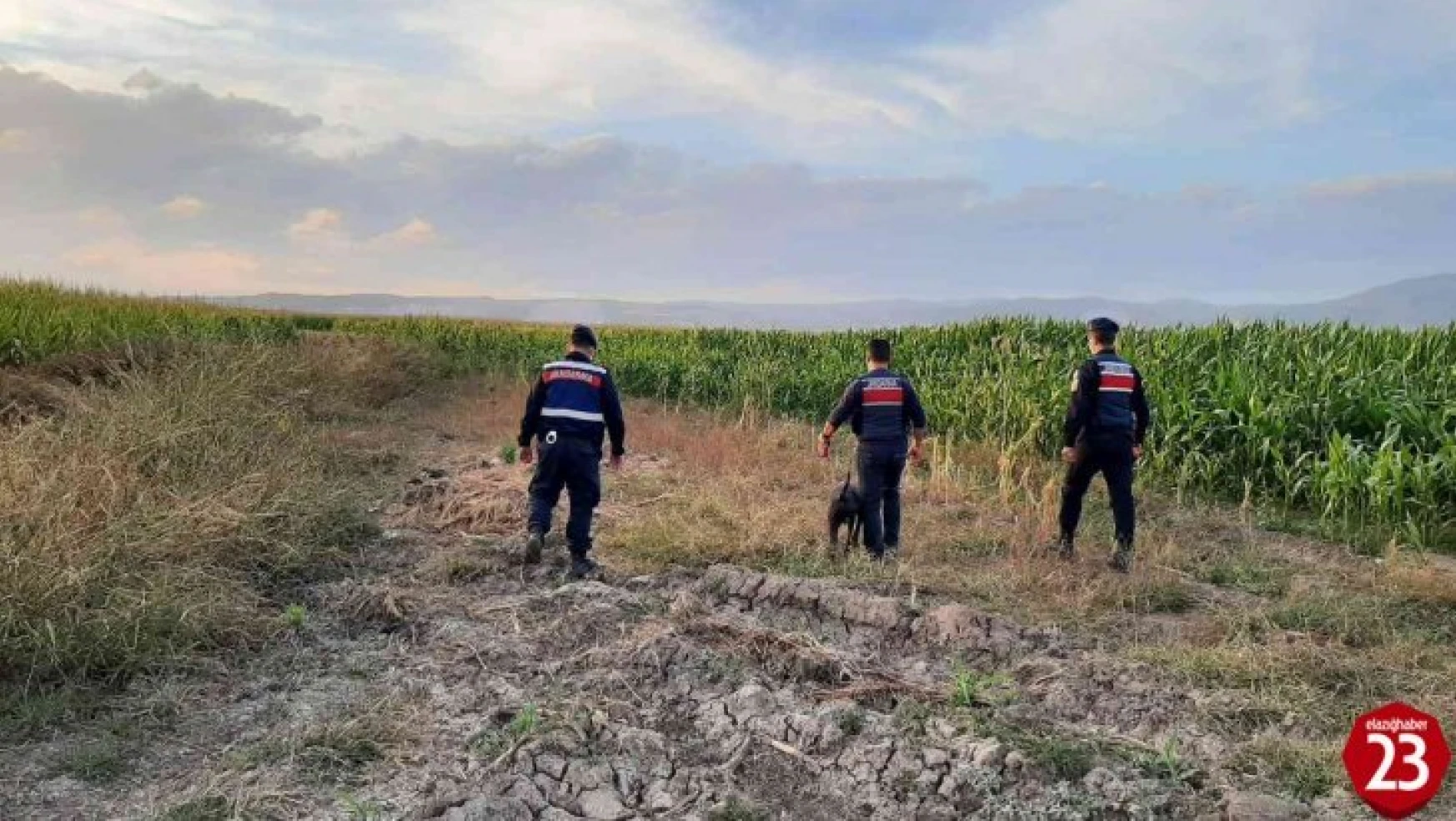 Elazığ'da jandarmadan suların çekildiği alanlarda yasa dışı kenevir ekimine karşı önlem