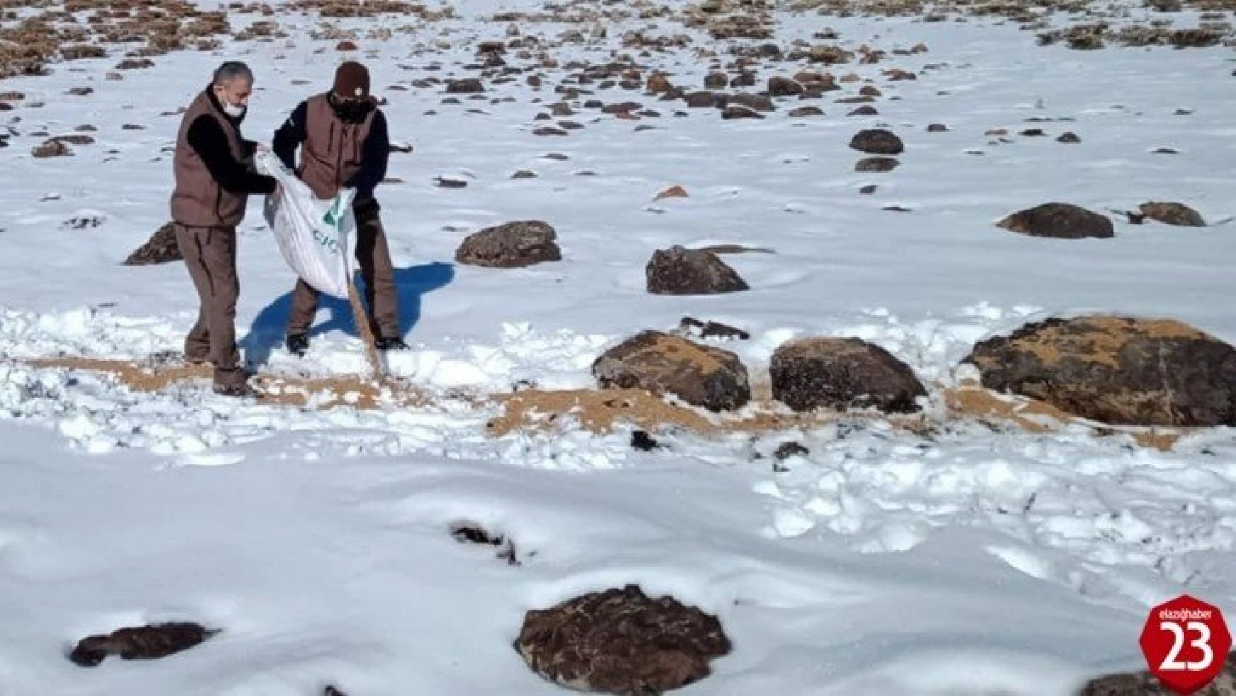 Elazığ'da kaçak avla mücadele ve yaban hayvanlarına yem desteği
