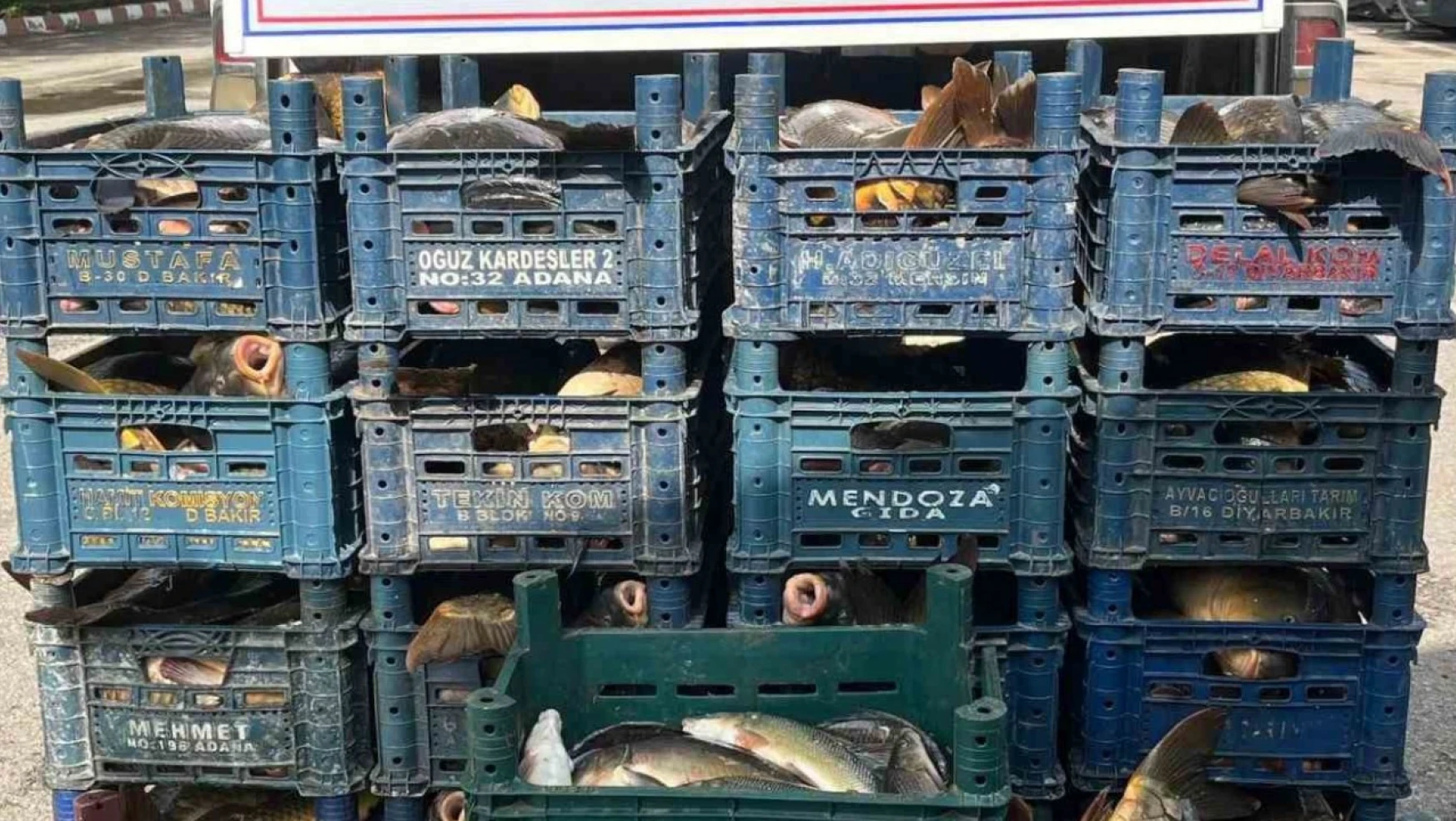 Elazığ'da kaçak avlanan 1 ton 400 kilo balık ele geçirildi