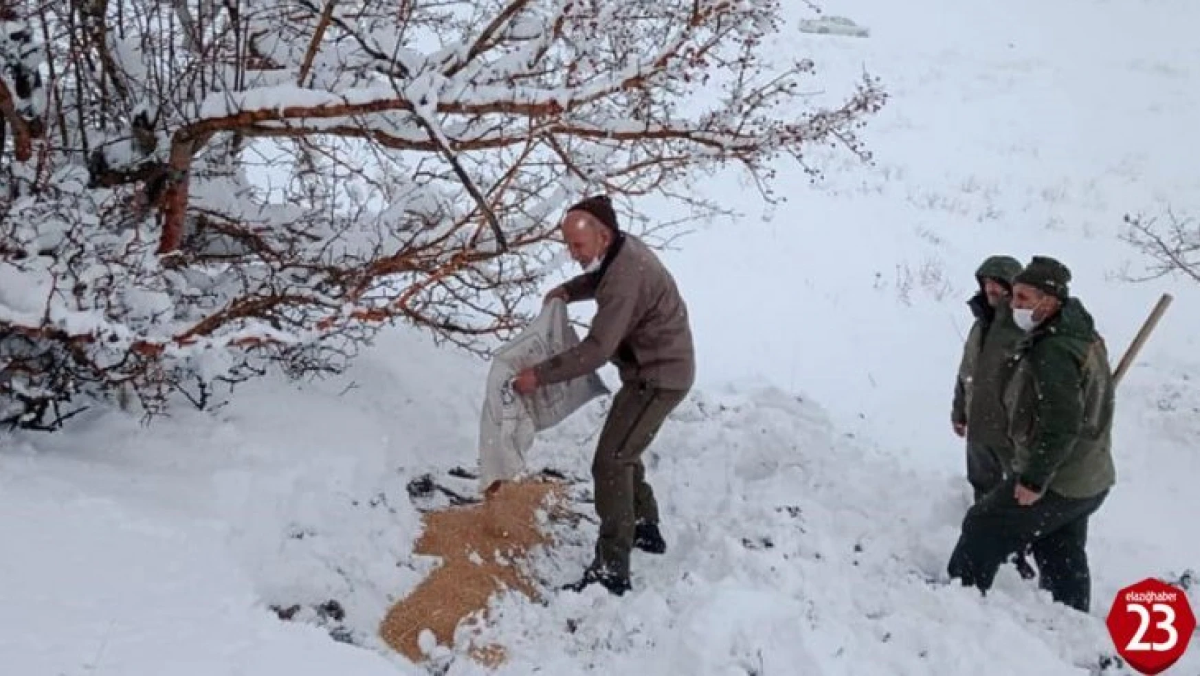 Elazığ'da karla kaplı bölgelerde yaban hayatına yem desteği